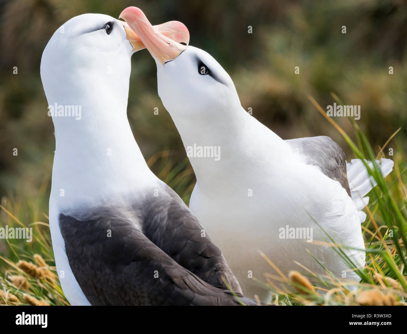 Black-browed albatross or black-browed mollymawk (Thalassarche melanophris), typical courtship and greeting behavior. South America, Falkland Islands Stock Photo