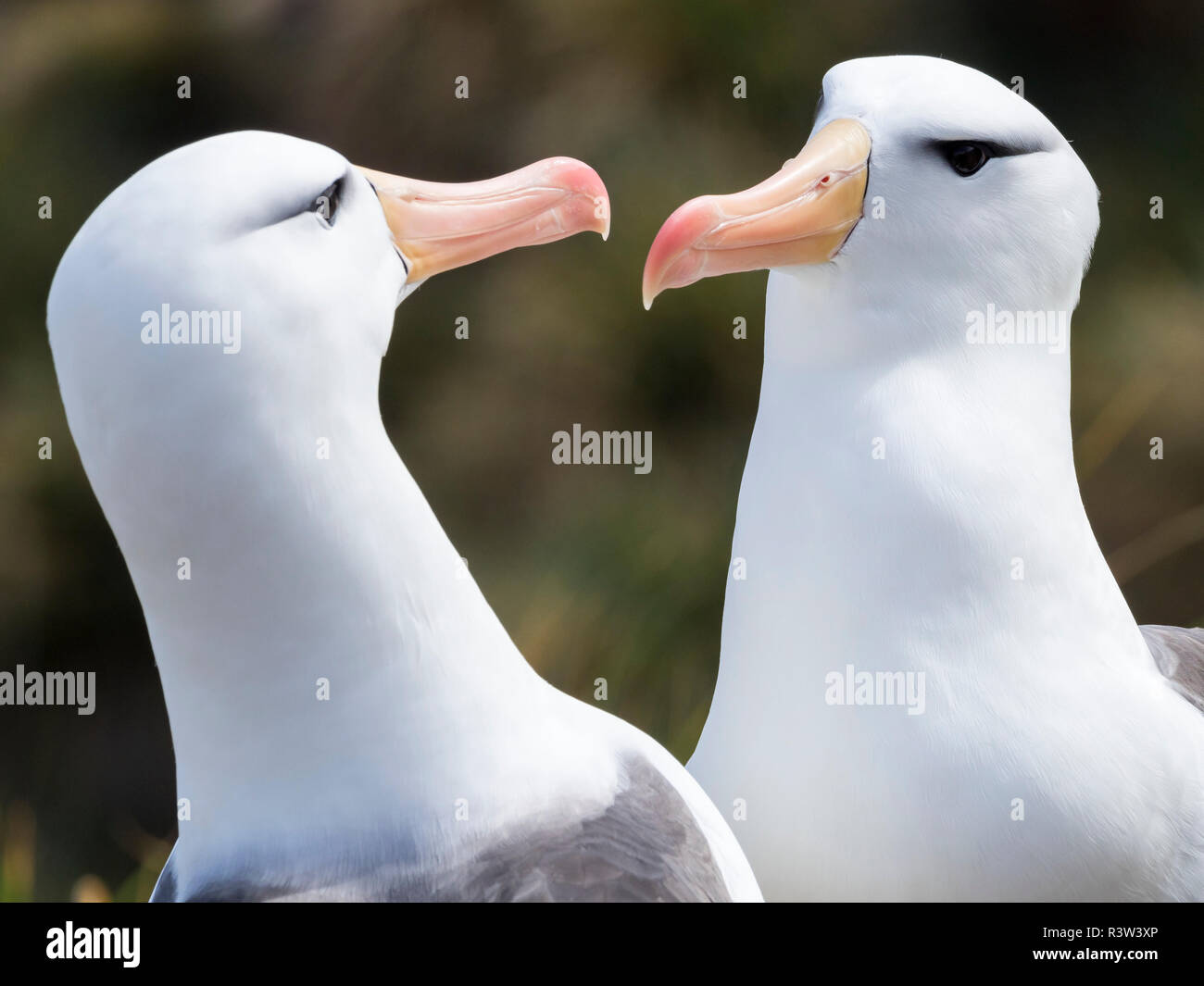 Black-browed albatross or black-browed mollymawk (Thalassarche melanophris), typical courtship and greeting behavior. South America, Falkland Islands Stock Photo