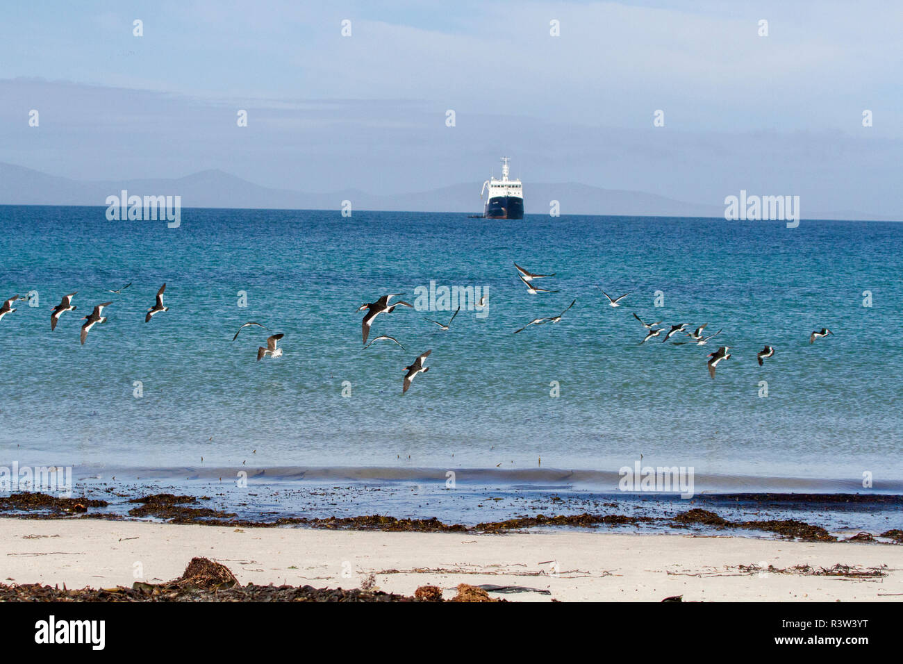 Seabirds and Ship. Saunders Island. Falkland Islands. Stock Photo