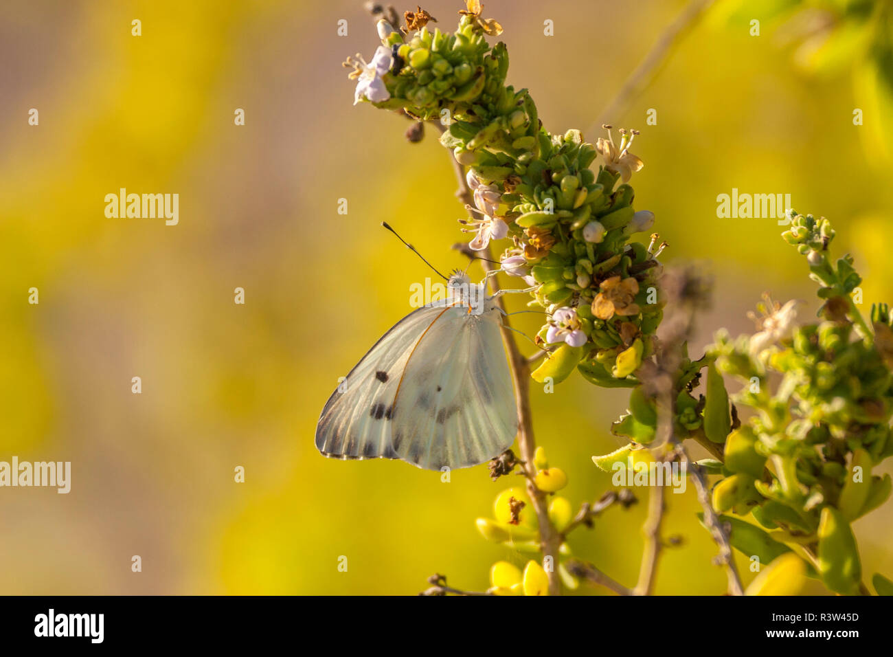 Butterfly Dome High Resolution Stock Photography and Images - Alamy