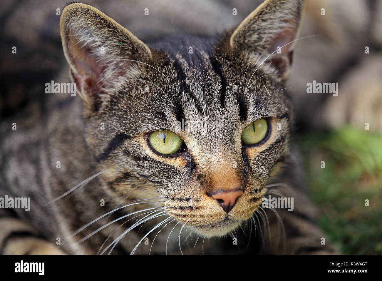 cat in closeup Stock Photo