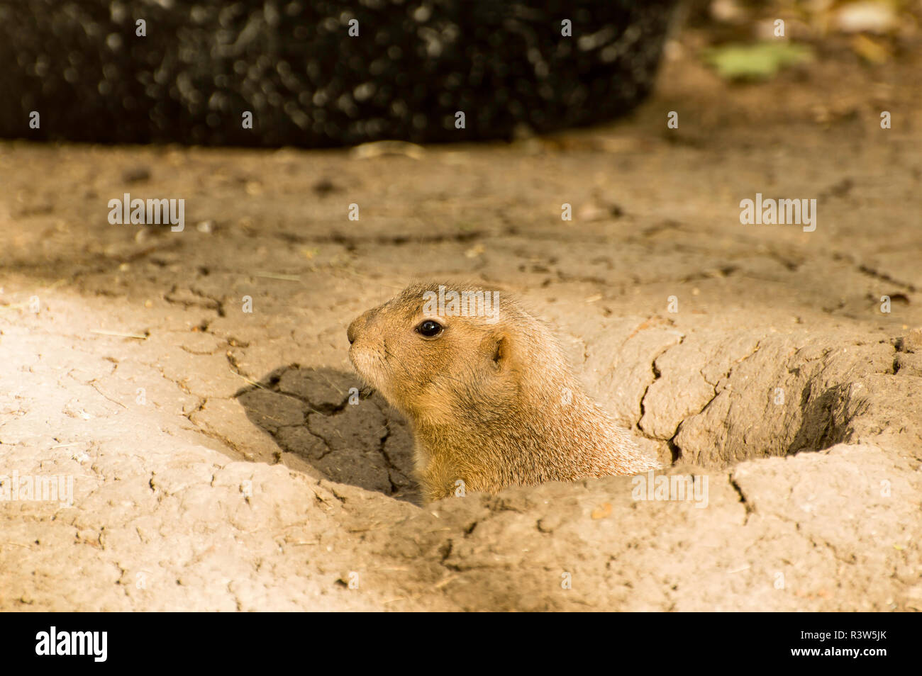 Gopher Peaking out of its Hole Stock Photo Alamy