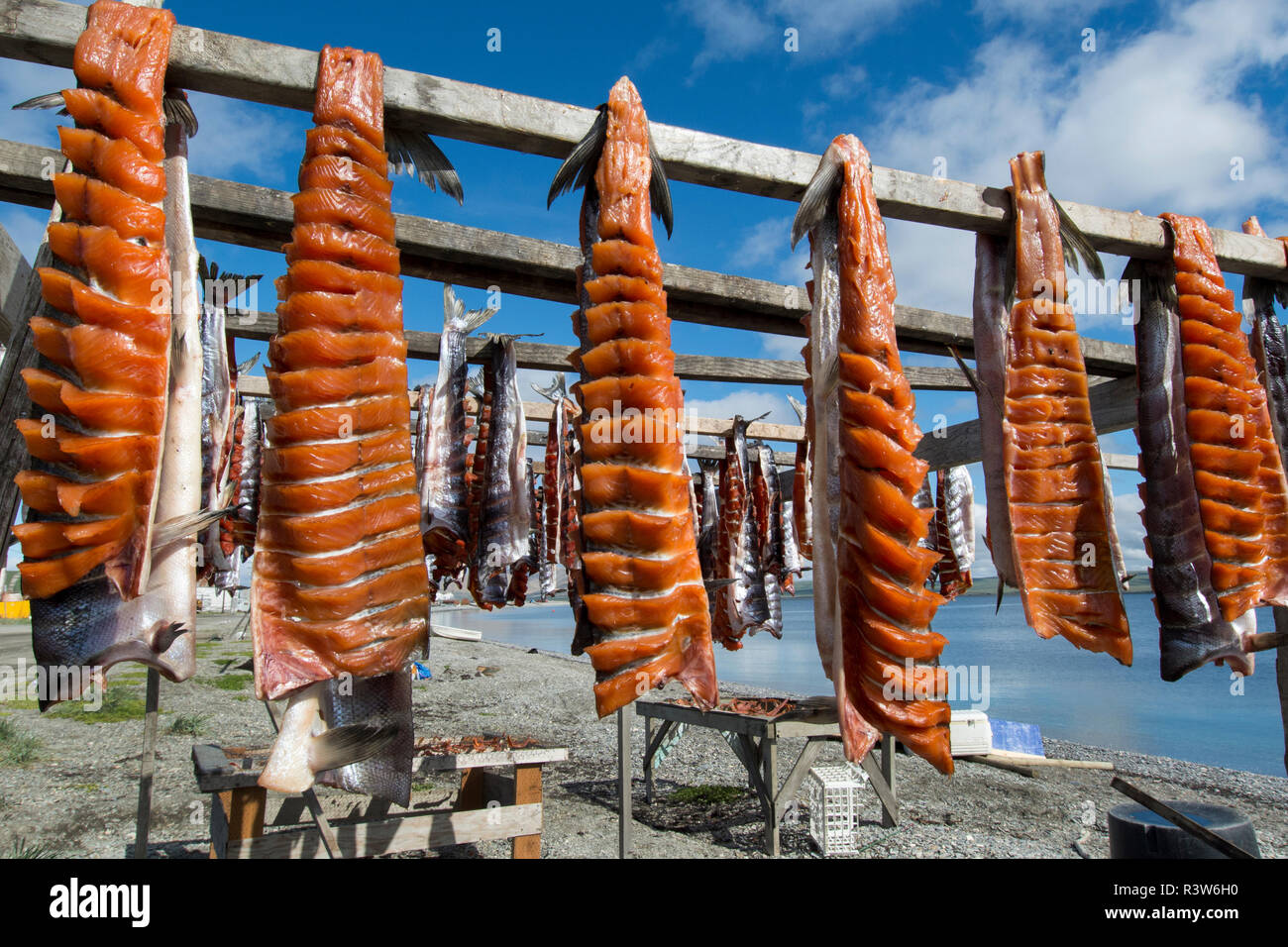 Alaska, Nome. Remote town of Teller, pink salmon drying on waterfront