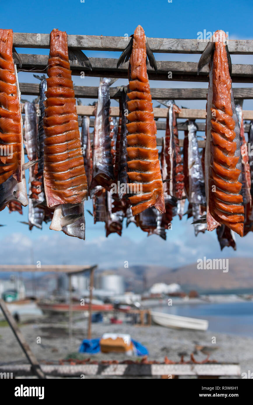 Alaska, Nome. Remote town of Teller, pink salmon drying on waterfront