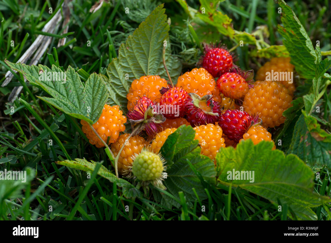 Alaska. Wild golden and red salmonberries (Rubus spectabilis Stock