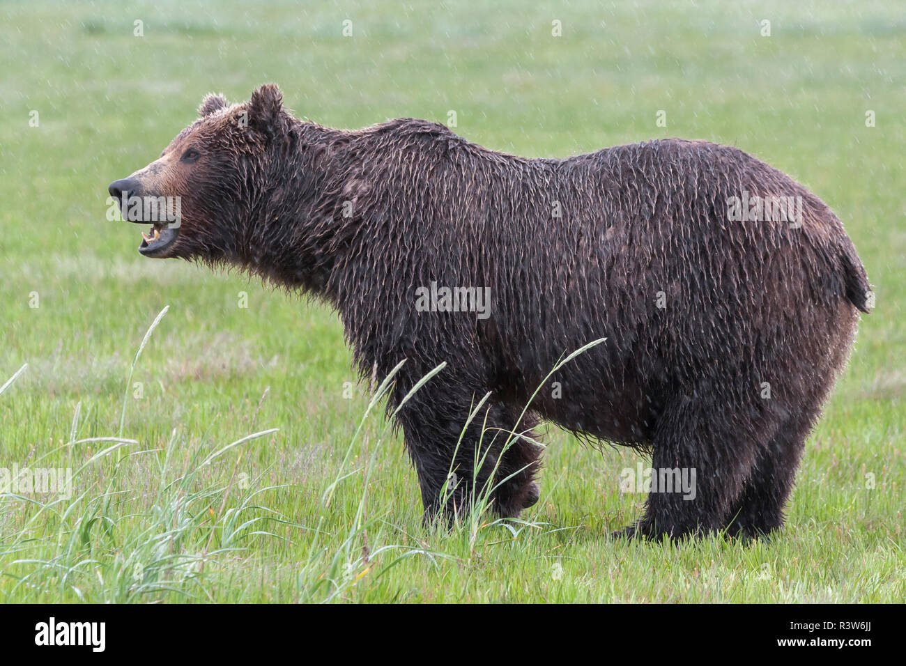 USA, Alaska, Katmai National Park, Hallo Bay. Coastal Brown Bear, Grizzly, Ursus Arctos. Standing on sedges in saltwater marsh. Stock Photo