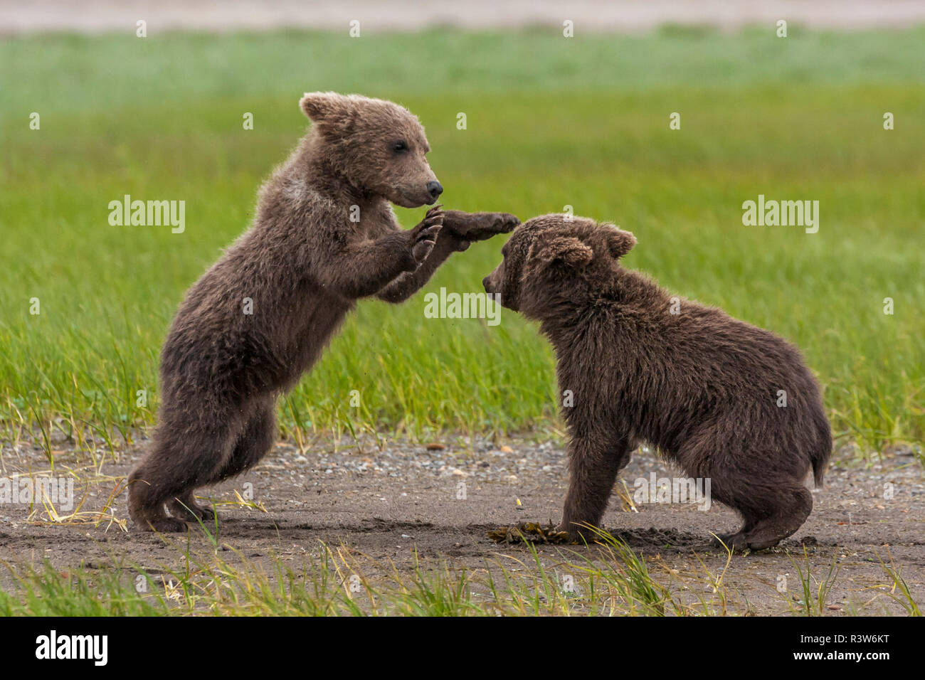 USA, Alaska, Katmai National Park, Hallo Bay. Coastal Brown Bear, Grizzly, Ursus Arctos. Twin grizzly bear cubs playing and wrestling. Stock Photo