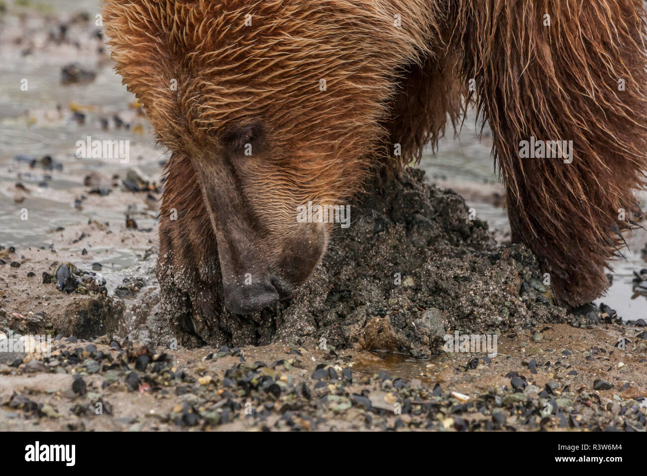 Brown grizzly bear digging clams hi-res stock photography and images ...