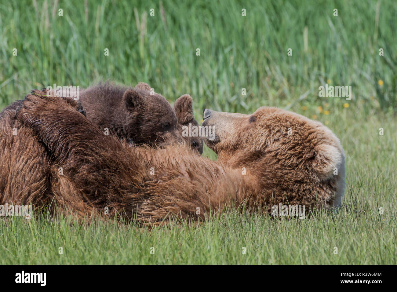 USA, Alaska, Katmai National Park, Hallo Bay. Coastal Brown Bear ...