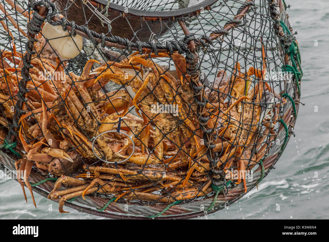Snow crabs alaska hi-res stock photography and images - Alamy
