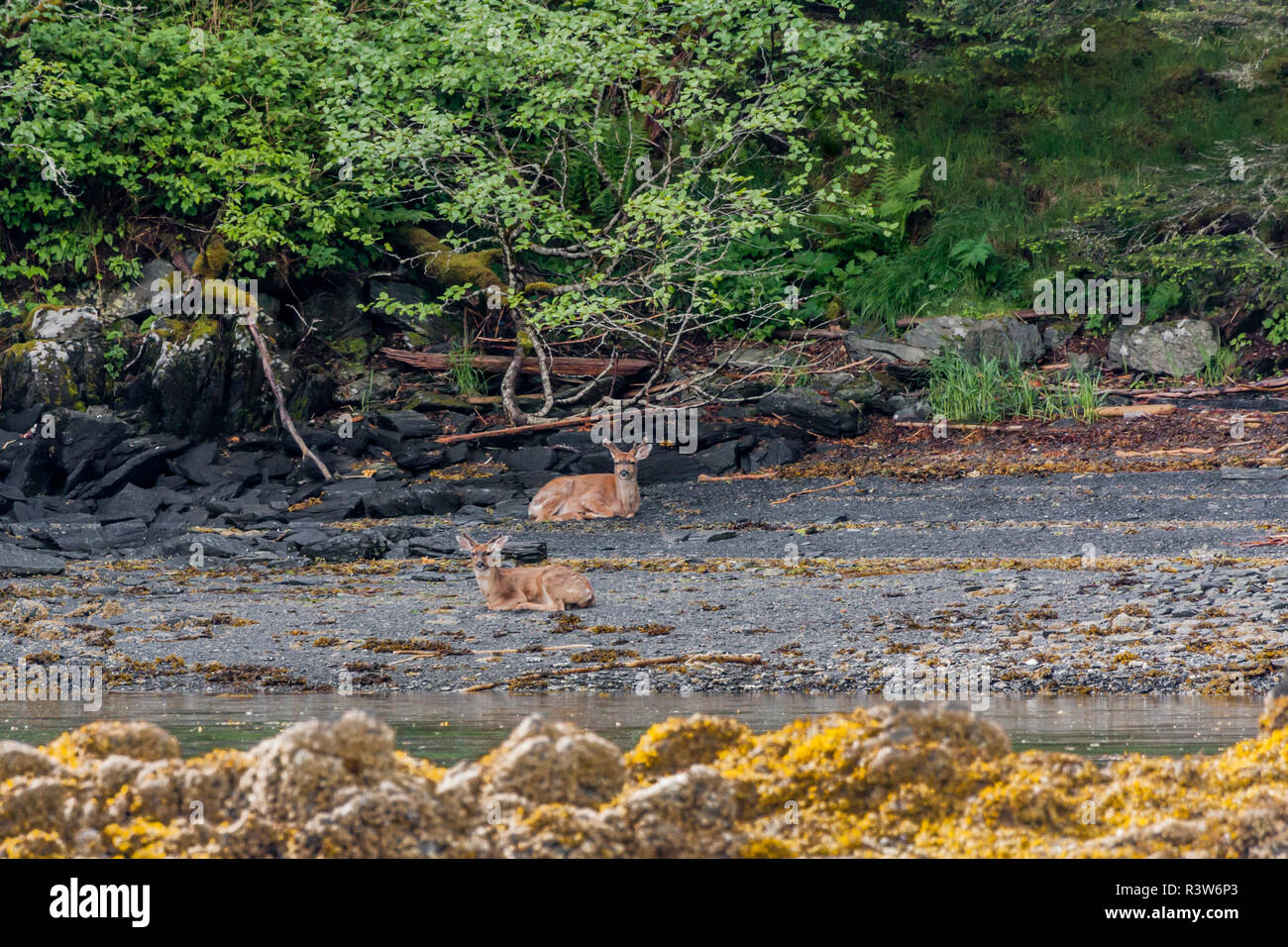 USA, Alaska, Kodiak, Near Island. Sitka Black-tailed Deer, Odocoileus Hemionus sitkensis. Buck deer resting on a beach on Near Island. Stock Photo