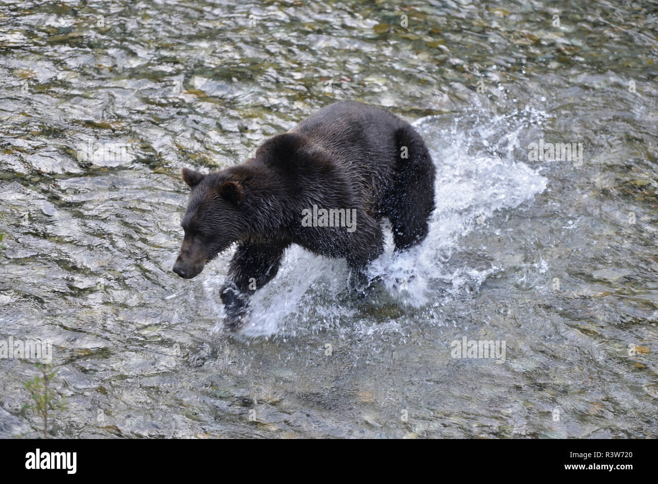 Brown bear, Ursus Arctos, Hyder, Alaska, USA Stock Photo