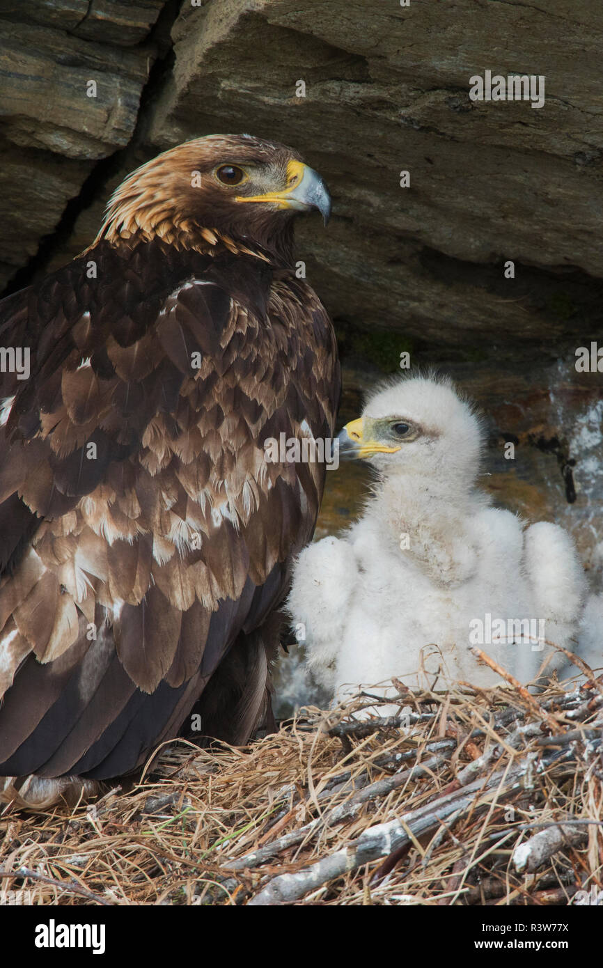 Golden Eagle With 3 Week Old Chick Stock Photo 226133262