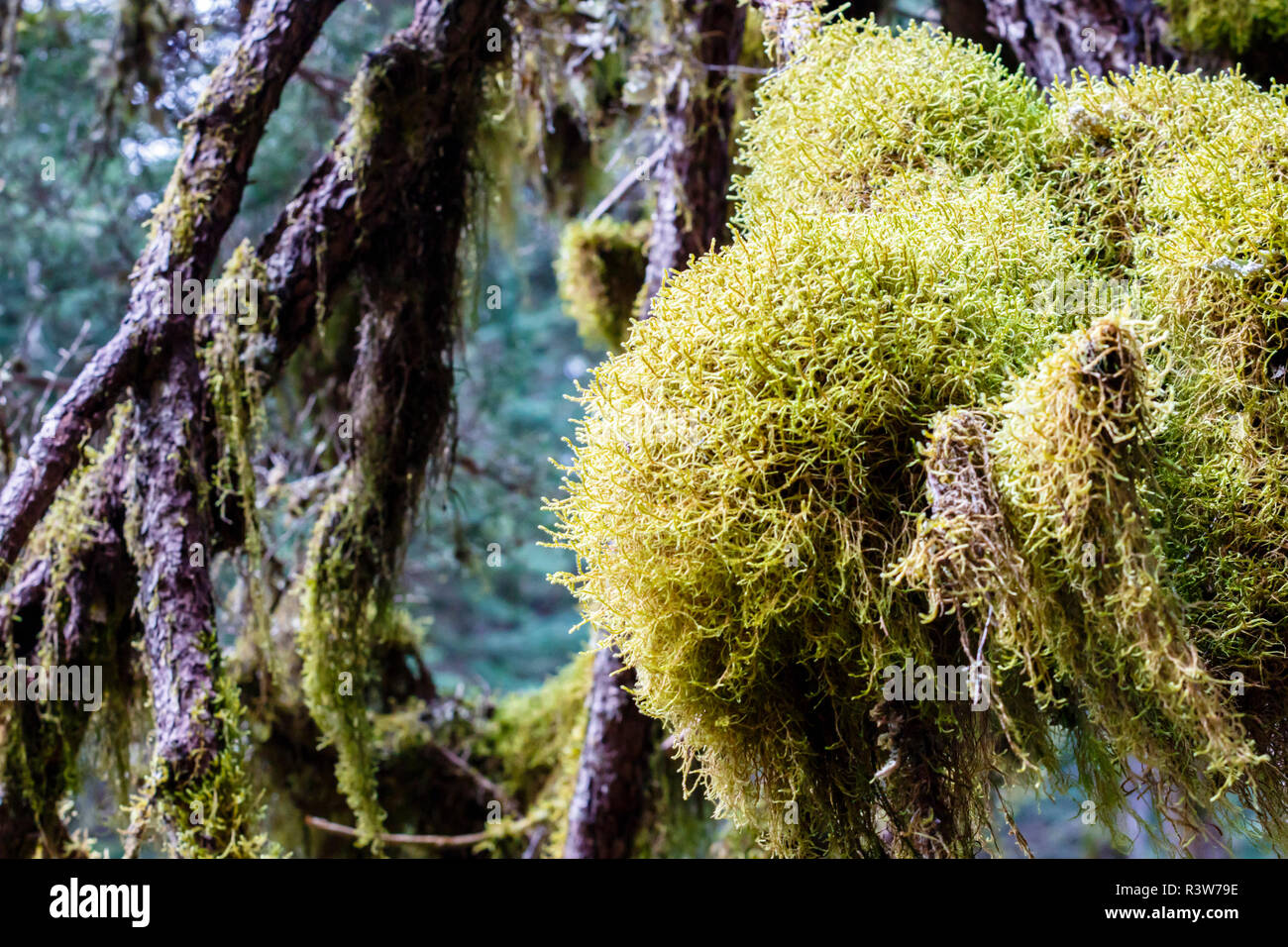 USA, Alaska. Virgin Creek Falls, tree branch with moss. Stock Photo