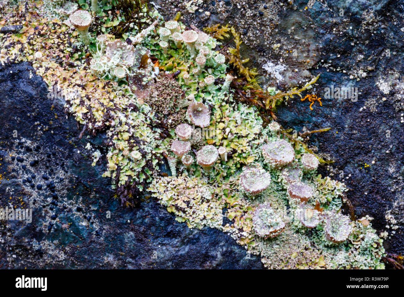 USA, Alaska. Close-up of a variety of lichen and moss on rock. Stock Photo