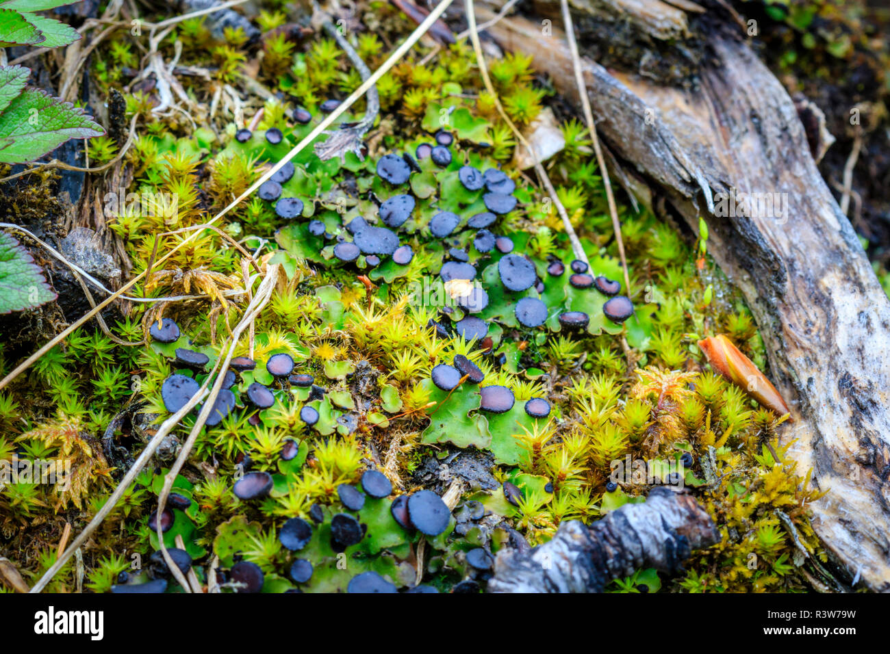 USA, Alaska. Lichen and moss on a tree stump. Stock Photo