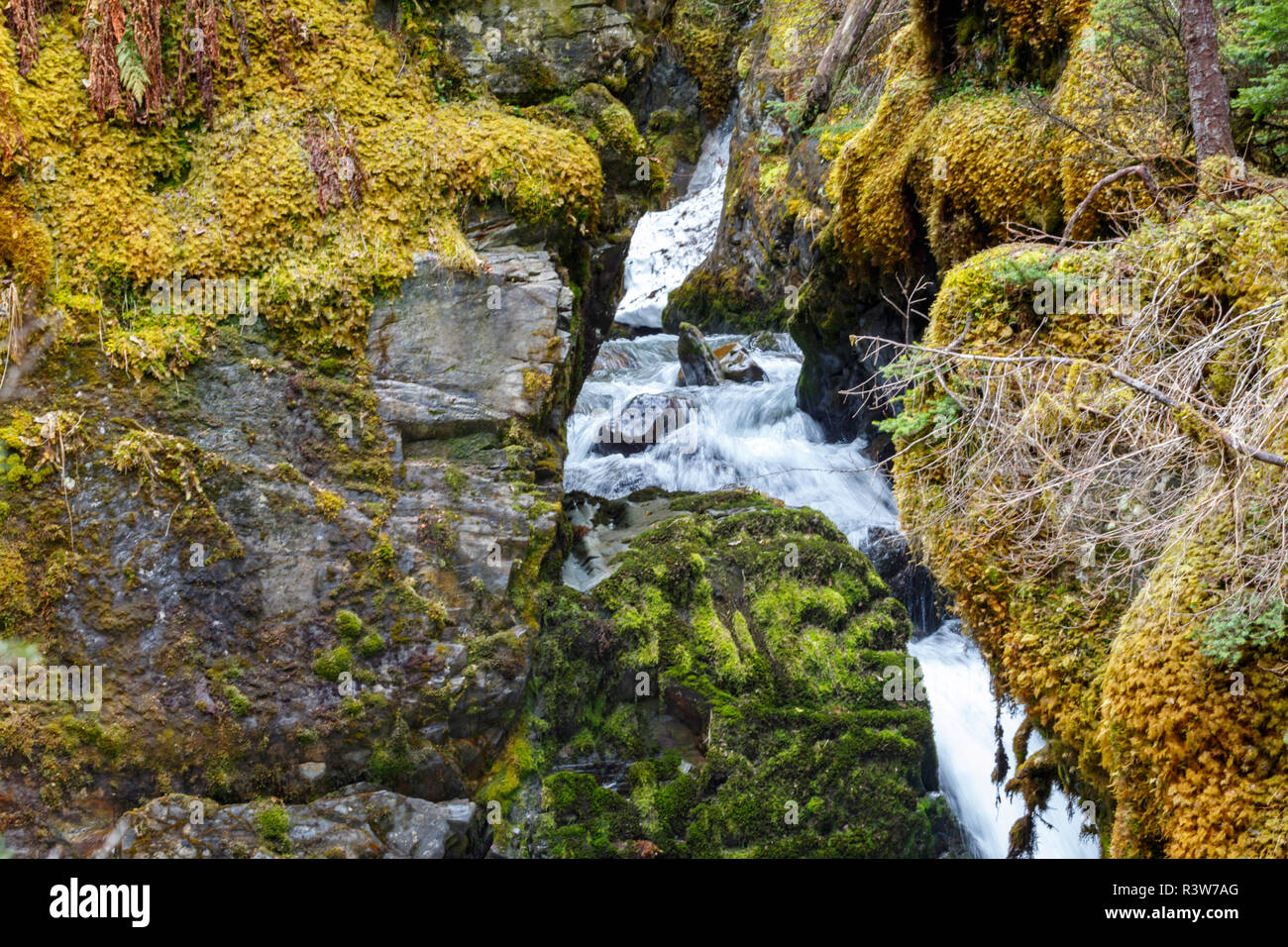 USA, Alaska. The Virgin Creek rushes through moss covered rocks in Girdwood, Alaska. Stock Photo