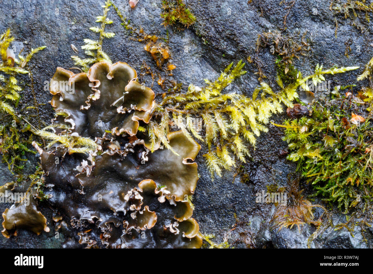 USA, Alaska. Close-up of moss and lichen on a wet boulder. Stock Photo