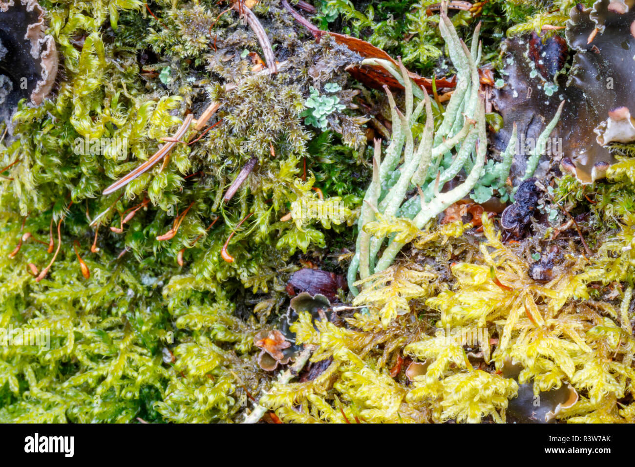USA, Alaska. Close-up of a variety of lichen and moss. Stock Photo