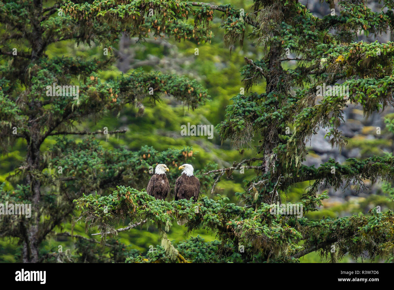 USA, Alaska, Haines. Bald Eagle pair (Haliaeetus leucocephalus) on Sitka Spruce bough Stock Photo