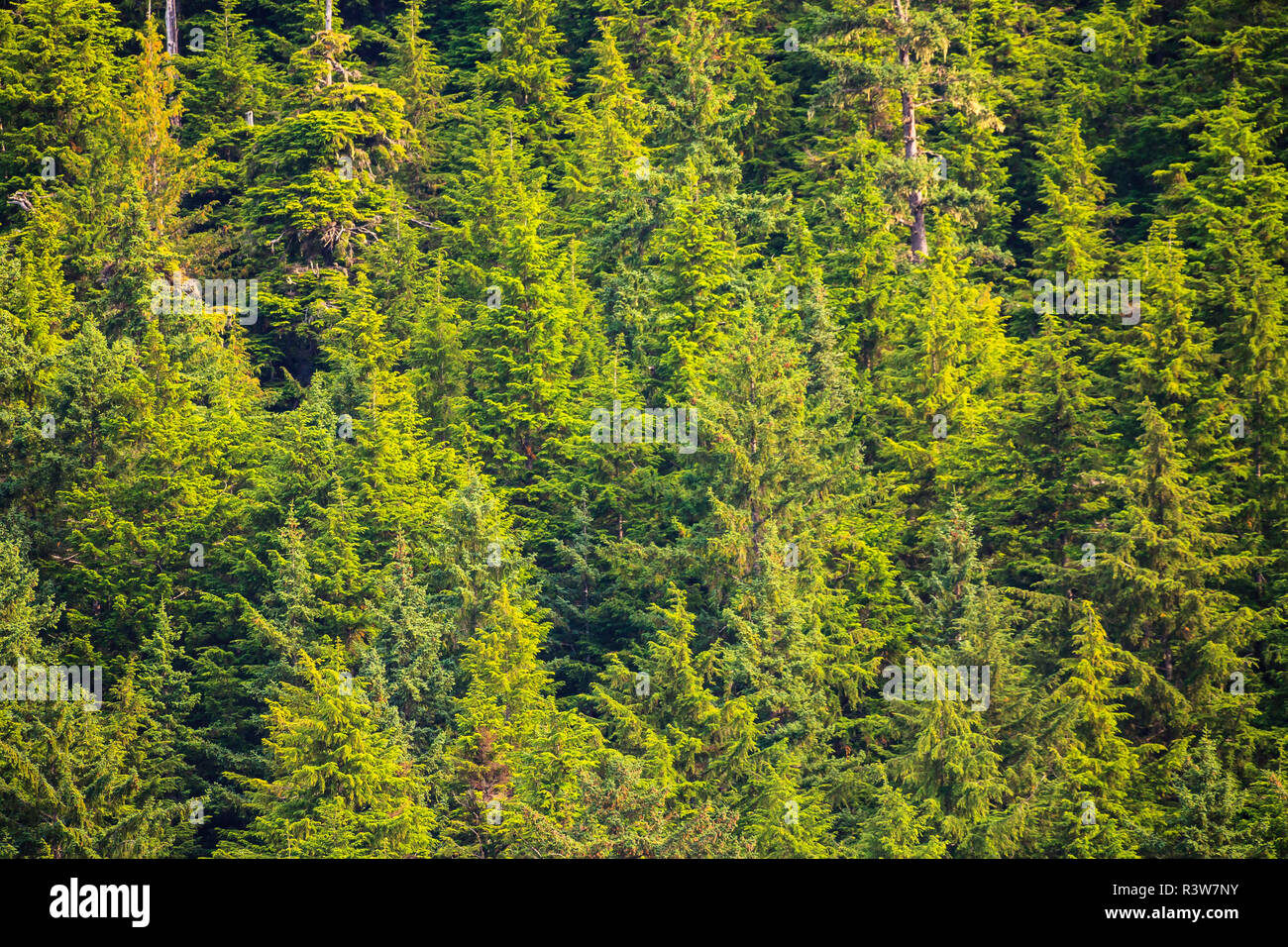 Sitka Spruce Trees, Inside Passage, Southeast Alaska, USA Stock Photo