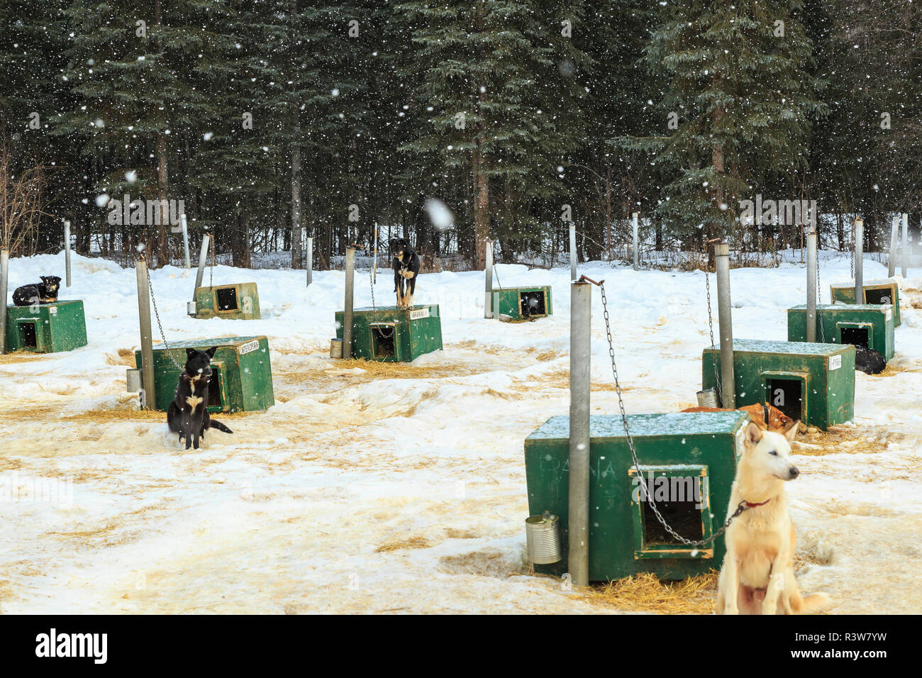 Dog sled dogs, near Fairbanks, Alaska Stock Photo - Alamy