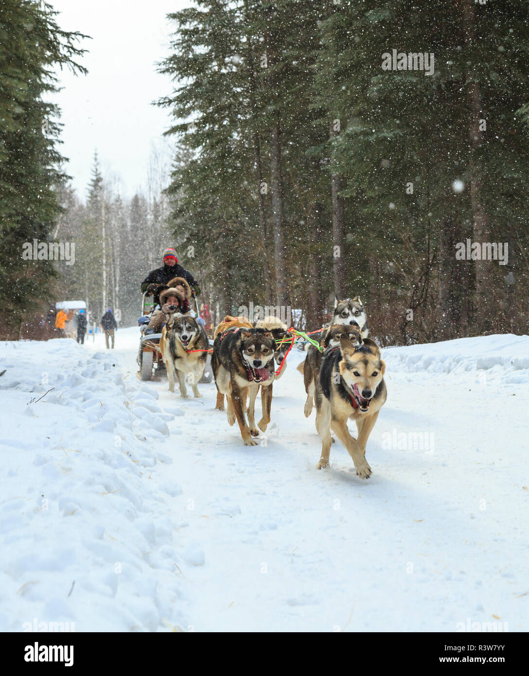 Spring Dog Sledding Chena hot springs resort dog sledding hi-res stock photography and ...