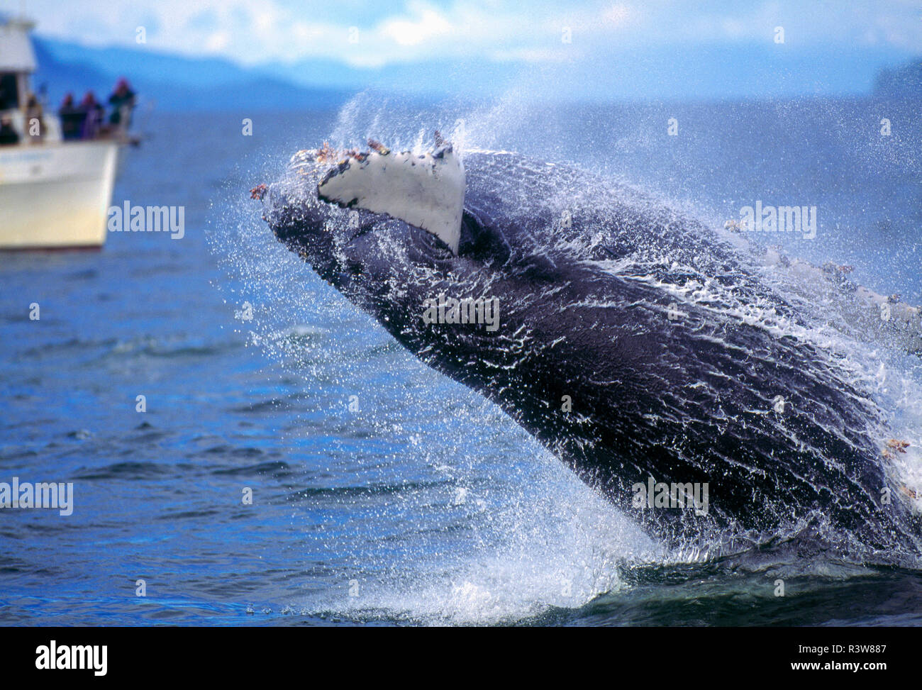 Humpback whale breaching alaska hi-res stock photography and images - Alamy