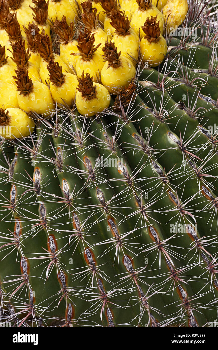 Barrel Cactus pattern, Arizona Stock Photo