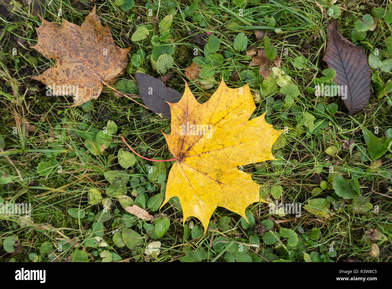 Environment background hi-res stock photography and images - Alamy