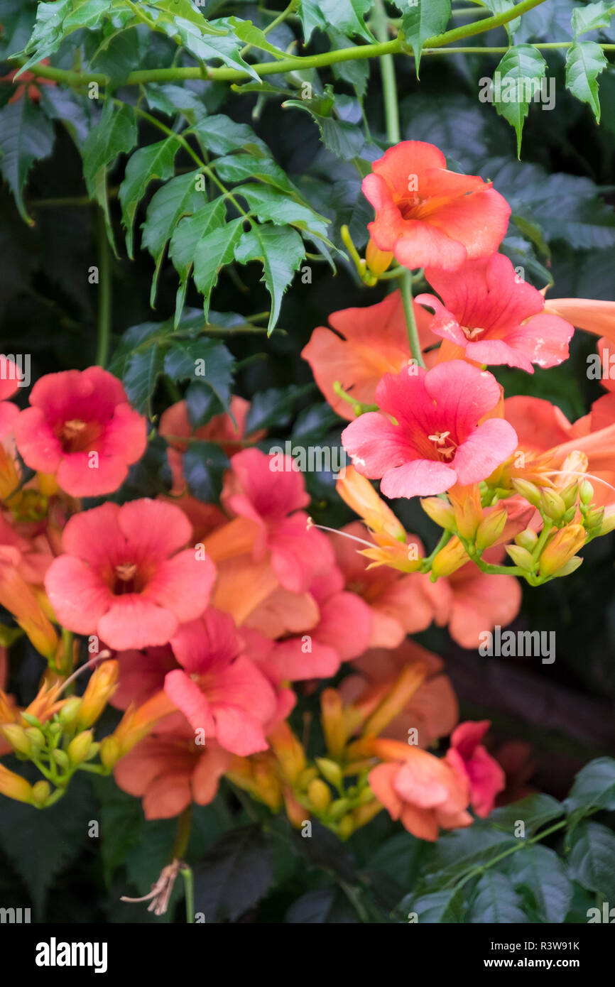 Campsis radicans, is a species of flowering plant of the family Bignoniaceae. Commonly known as humming bird vine. Stock Photo
