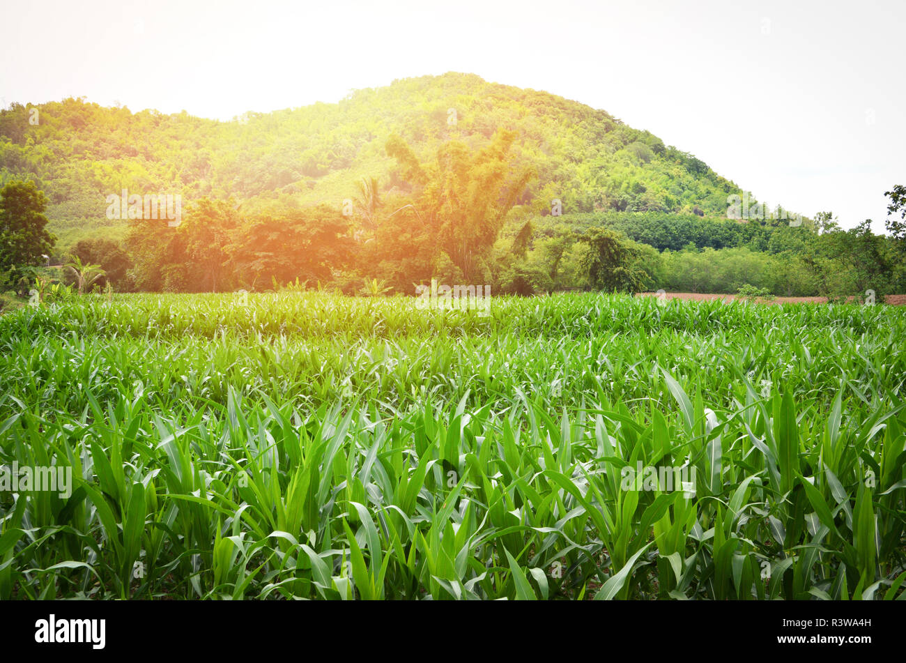 green corn field / landscape field mountain agriculture corn planted
