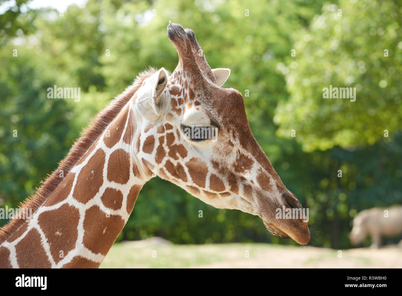 Giraffe at Beauval Stock Photo