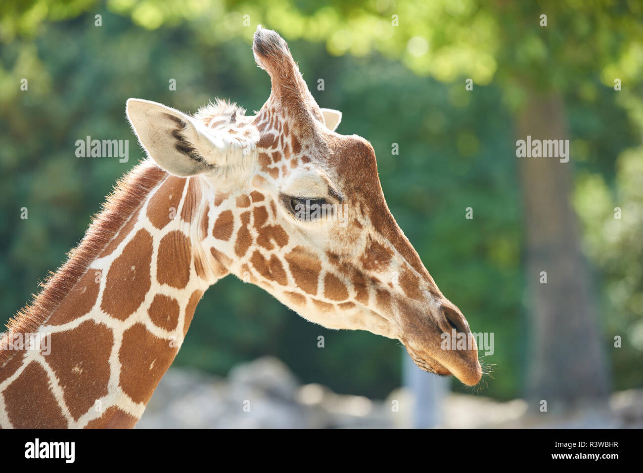 Giraffe at Beauval Stock Photo