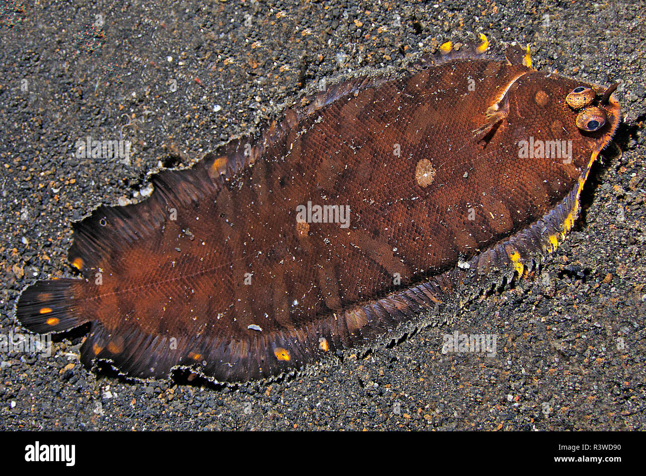 Rotbraune Seezunge (Soleidae) liegt auf Sand, Sulawesi, Indonesien| Redbrown Sea flounder (Soleidae), laying on sand, Sulawesi, Indonesia Stock Photo