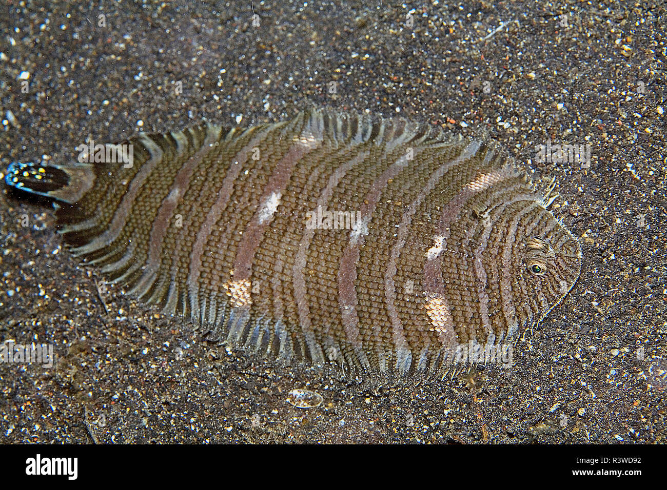 Spotted tail Sole or Banded sole (Zebrias fasciatus), laying on sand, Sulawesi, Indonesia Stock Photo