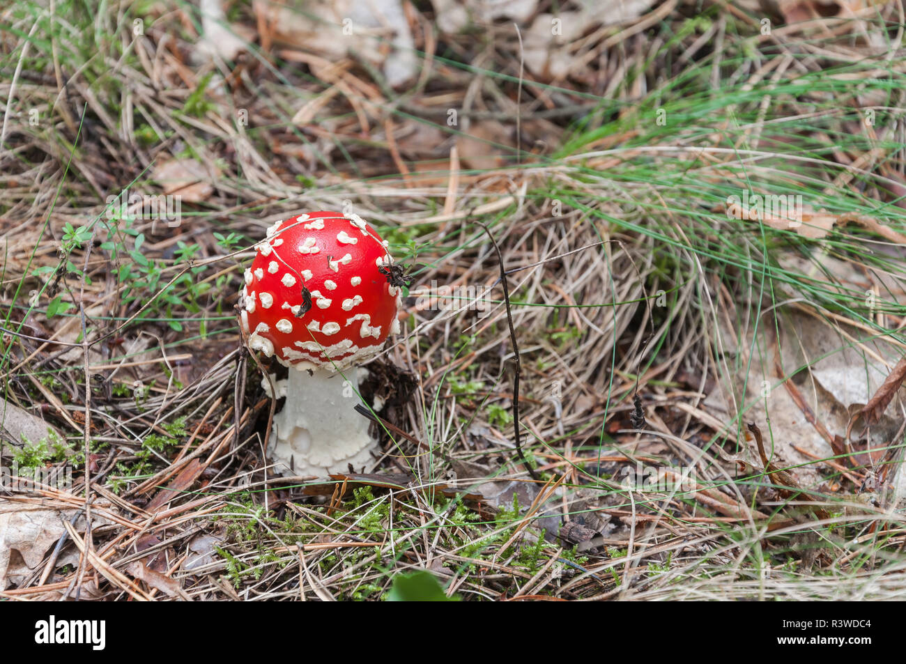 red toadstool in a forest Stock Photo - Alamy