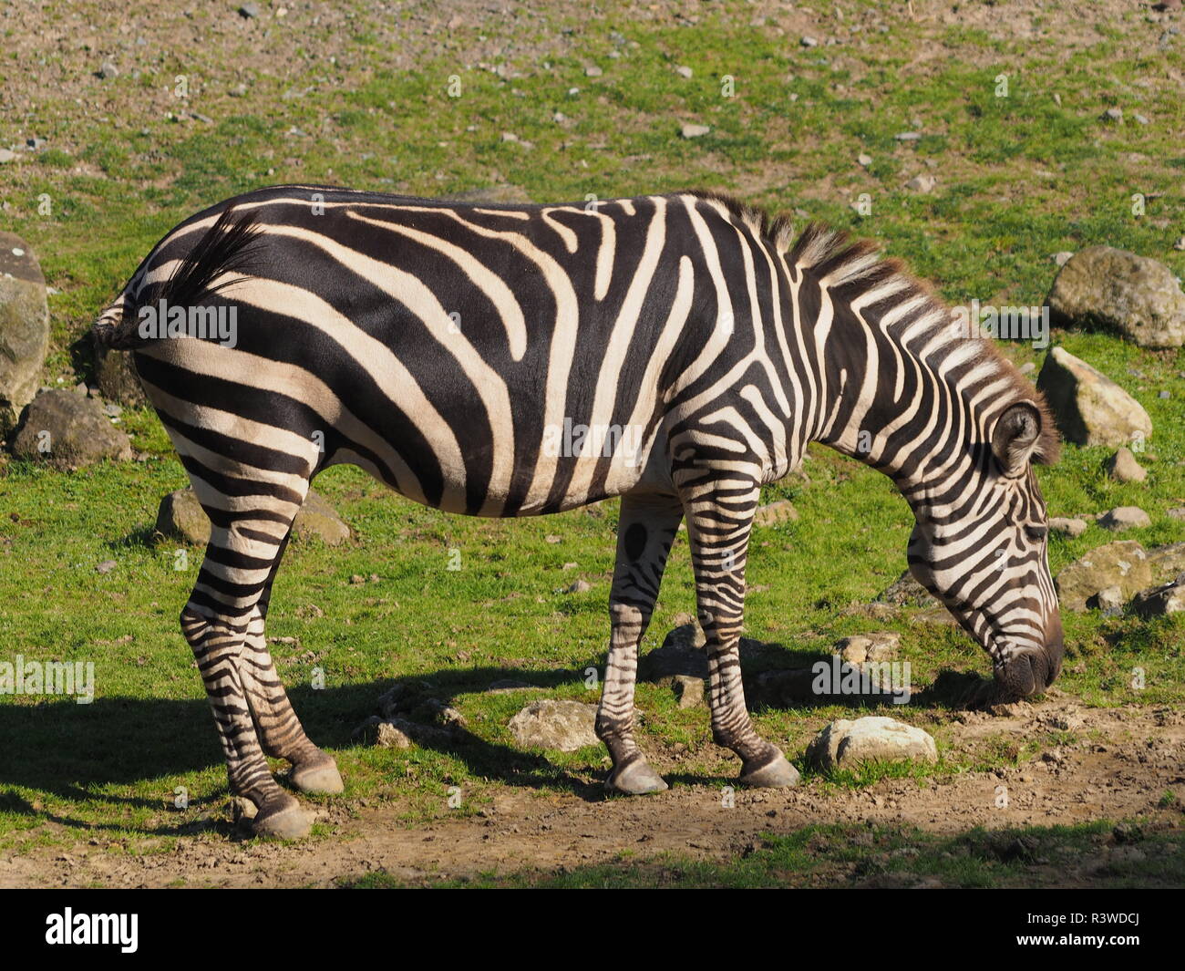 steppe zebra Stock Photo