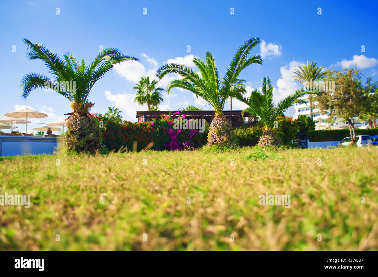 Green grass palm tree hires stock photography and images Alamy