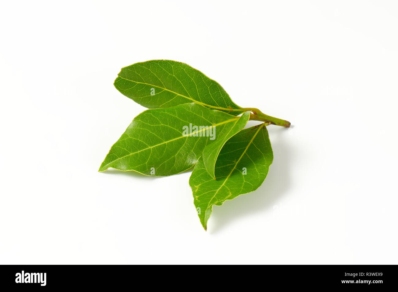 Fresh bay leaves Stock Photo Alamy