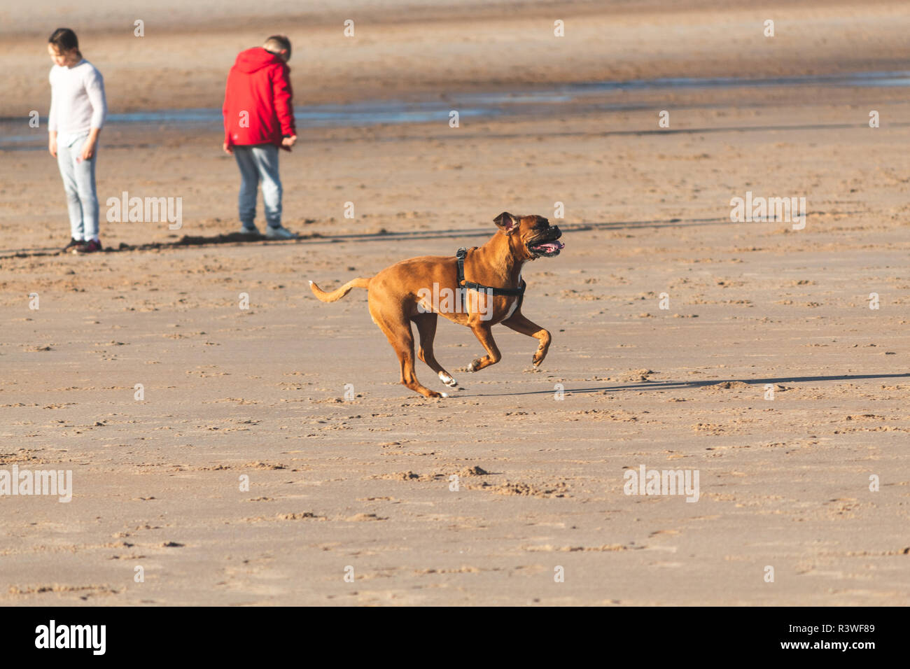 Dogs on the beach, Cresswell, Northumberland. Stock Photo