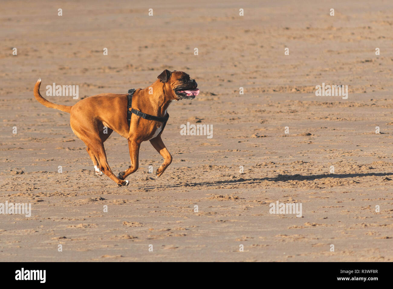 Dogs on the beach, Cresswell, Northumberland. Stock Photo