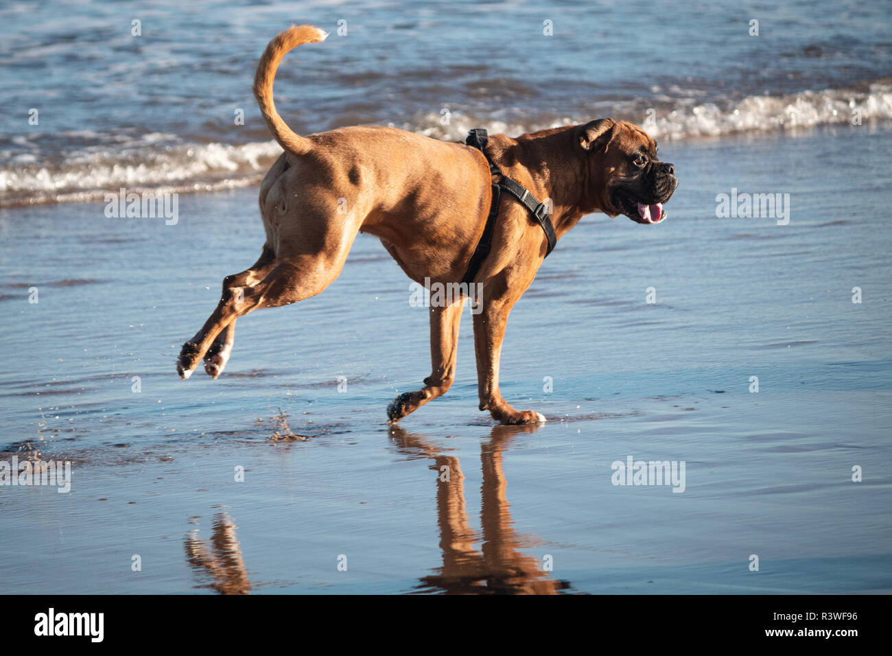 Dogs on the beach, Cresswell, Northumberland. Stock Photo