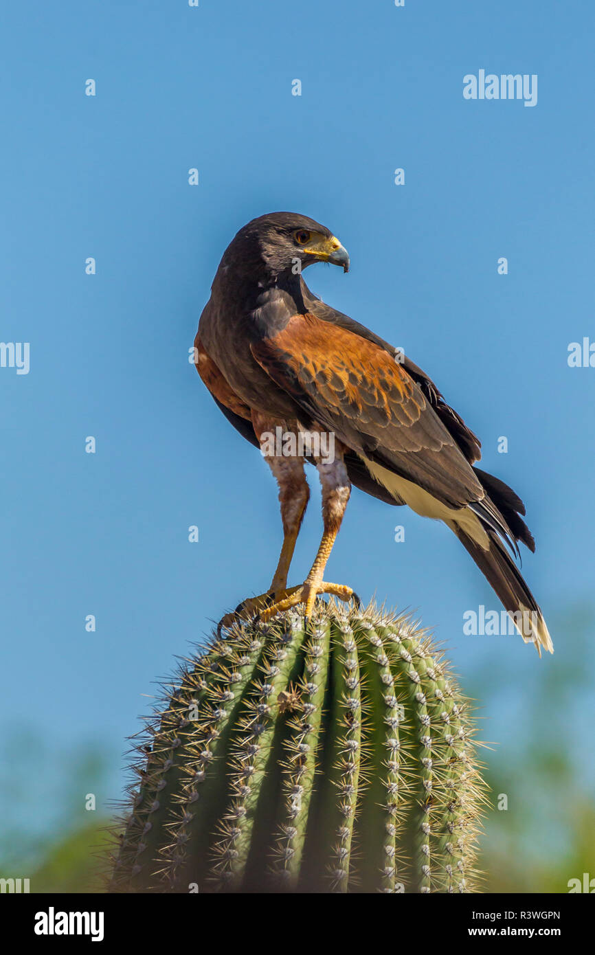 Arizona Raptor High Resolution Stock Photography and Images - Alamy