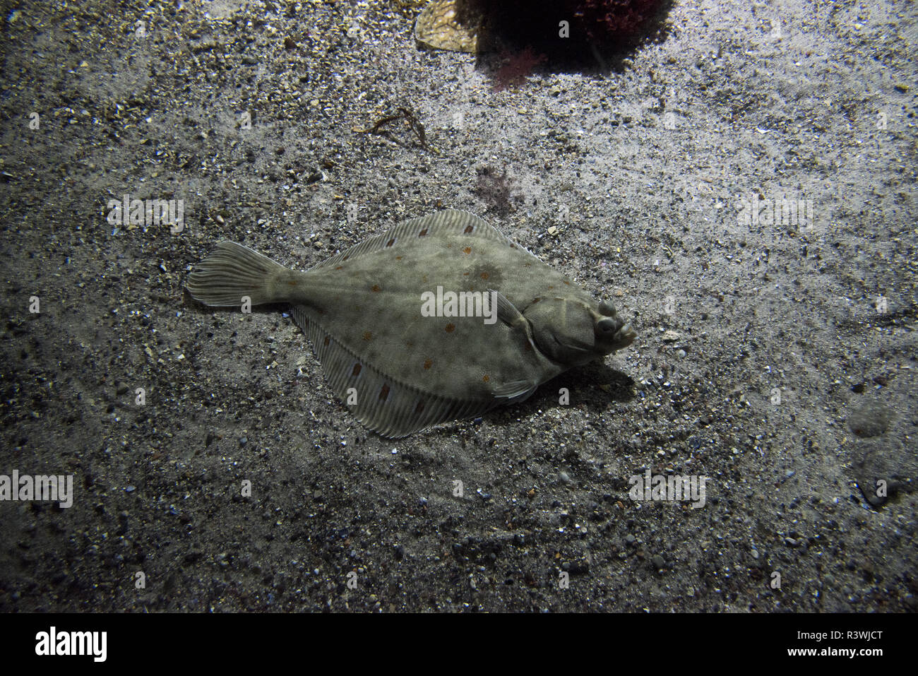 Swimming european flounder hires stock photography and images Alamy