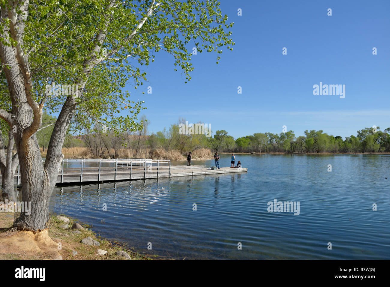 USA, Arizona. Dead Horse Ranch State Park, people fishing from a dock