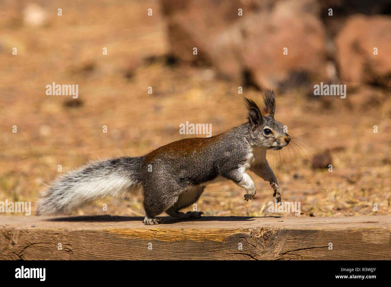 USA, Arizona, Williams. Kaibab Squirrel (aberti kaibabensis) Stock Photo