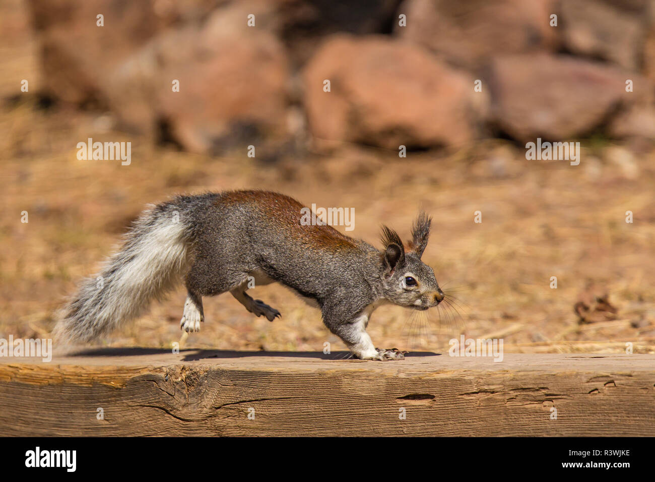 USA, Arizona. Kaibab squirrel (Sciurus aberti kaibabensis) Stock Photo