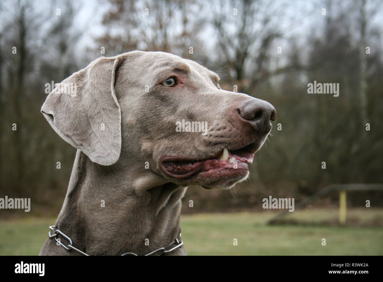 Weimaraner dog Stock Photo