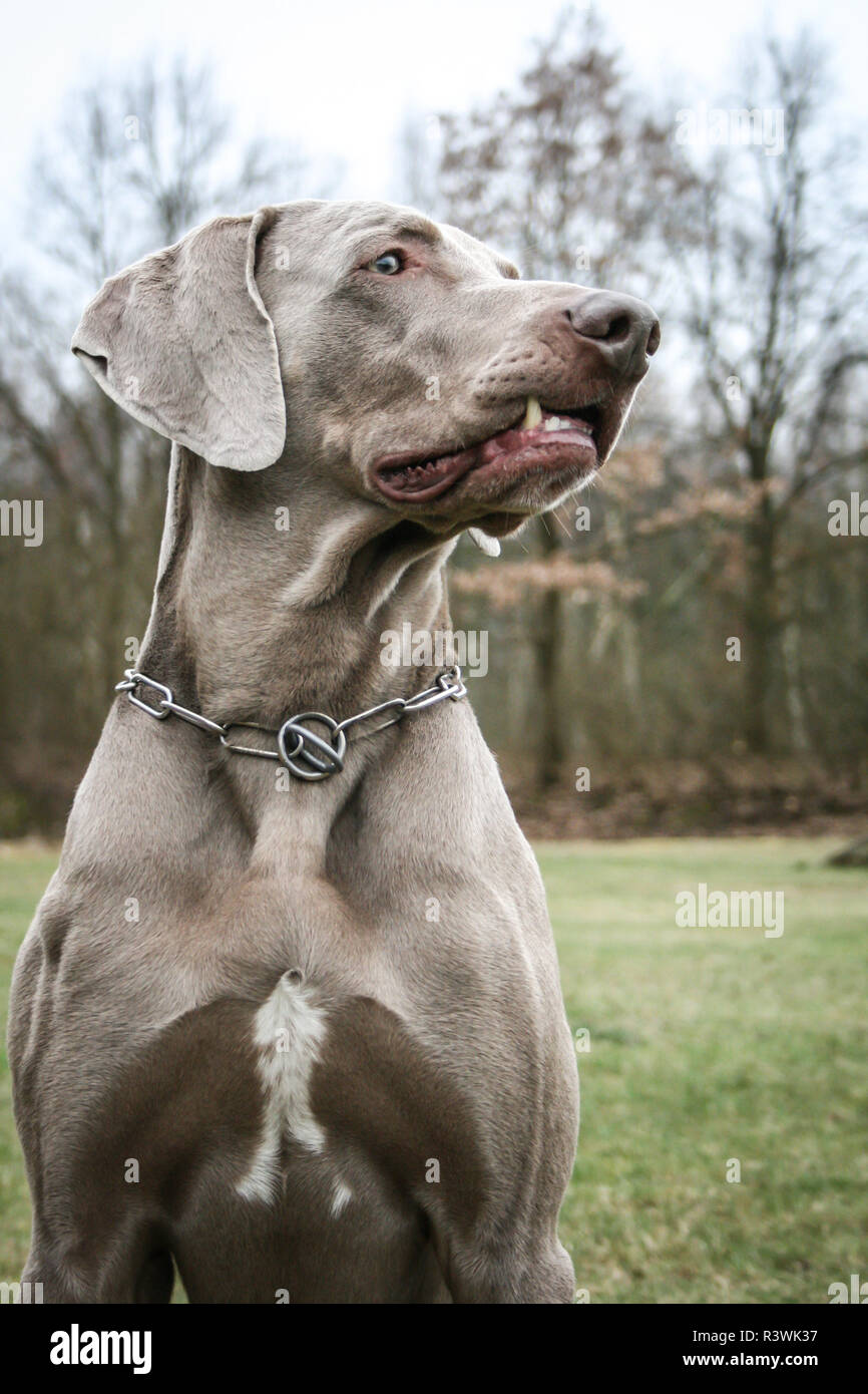 Weimaraner dog Stock Photo